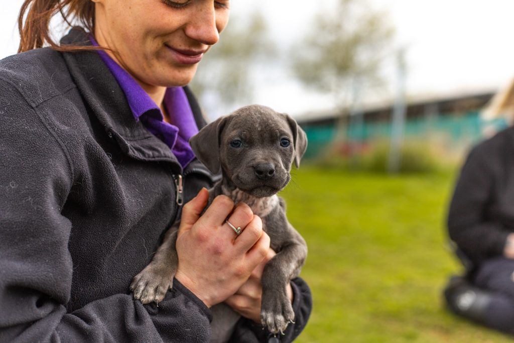 Puppy in the arms of an sspca employee