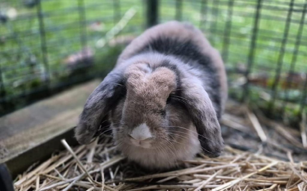 Rabbit in hutch
