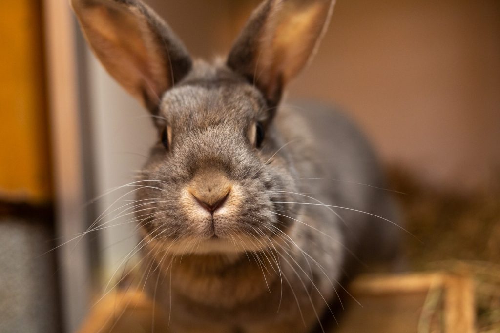 Adopting a pet - Scottish SPCA