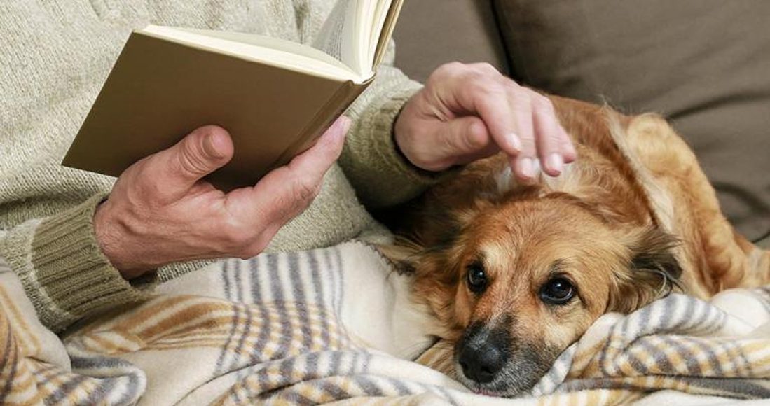 hand holding book and petting dog
