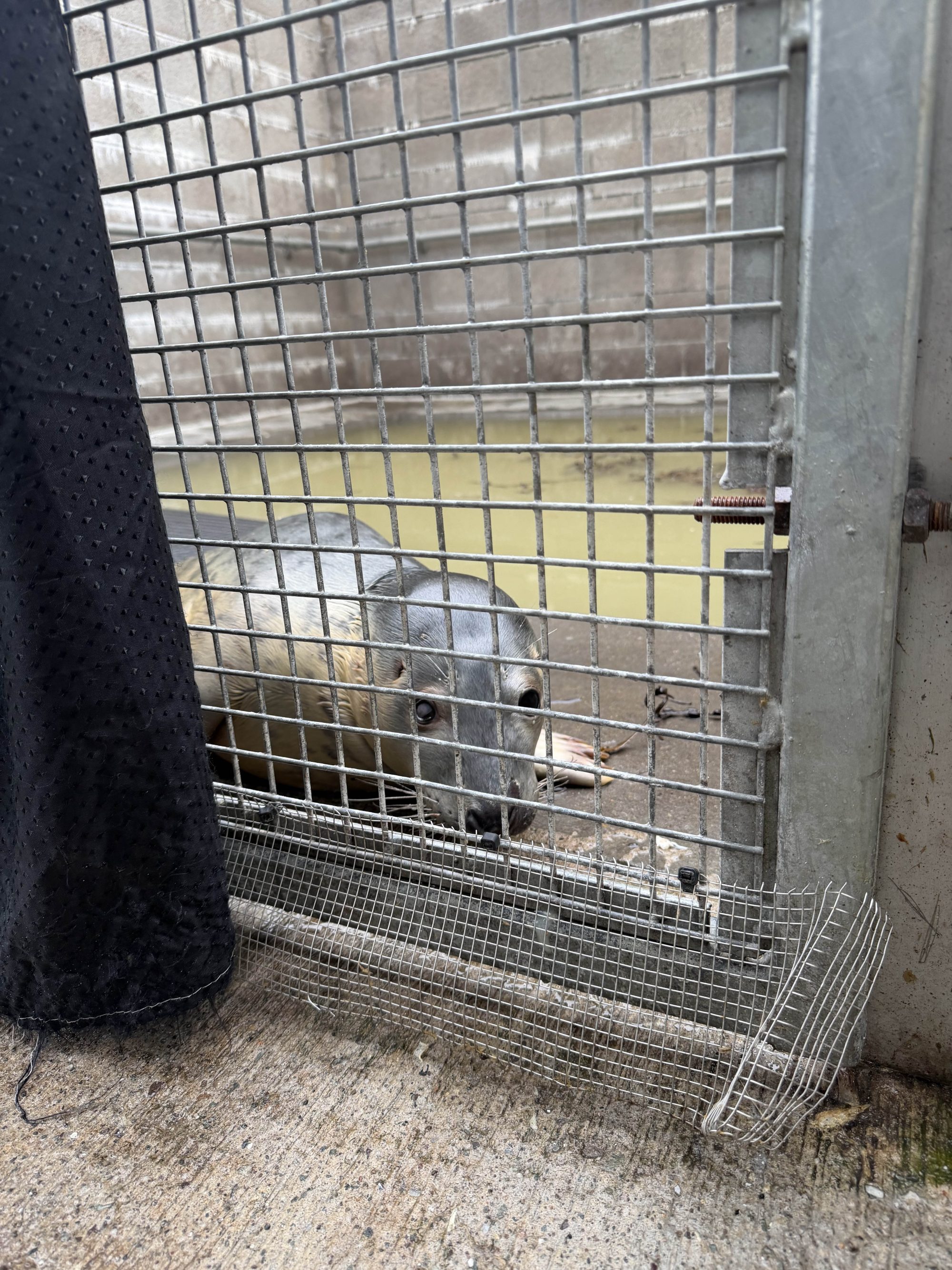 seal in a seal pool behind gate