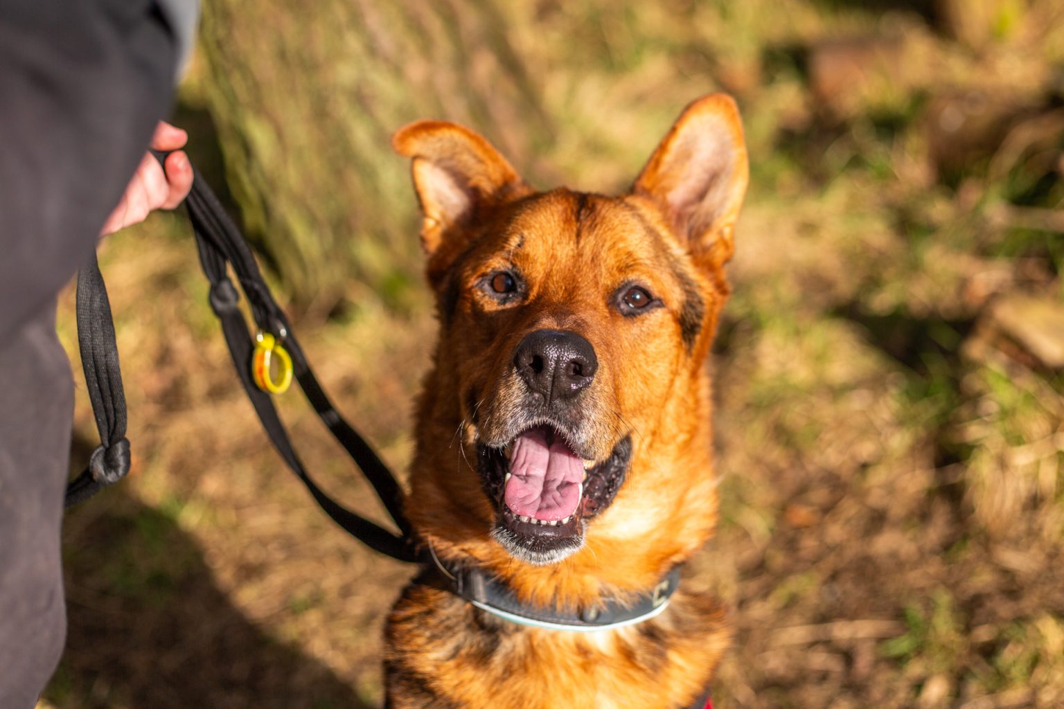 Adopting a pet - Scottish SPCA