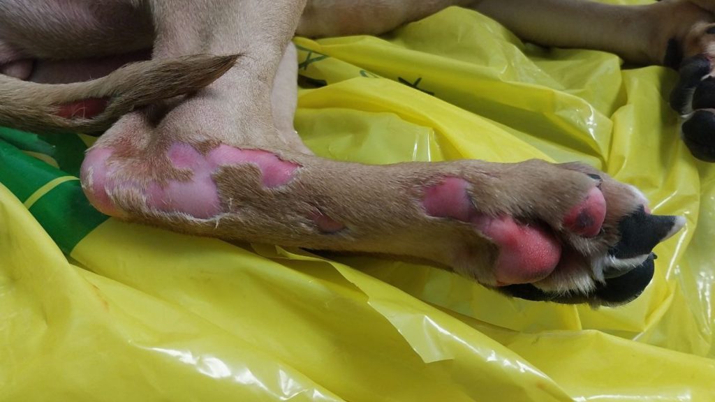 Image of puppy's paw with burns
