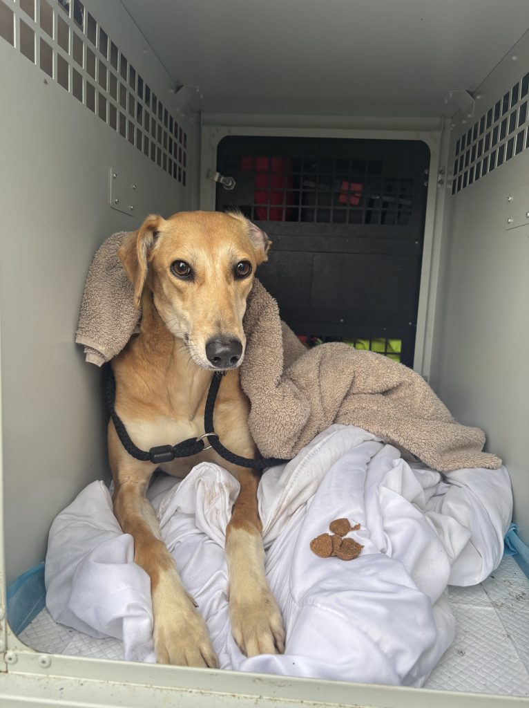 Lurcher in crate