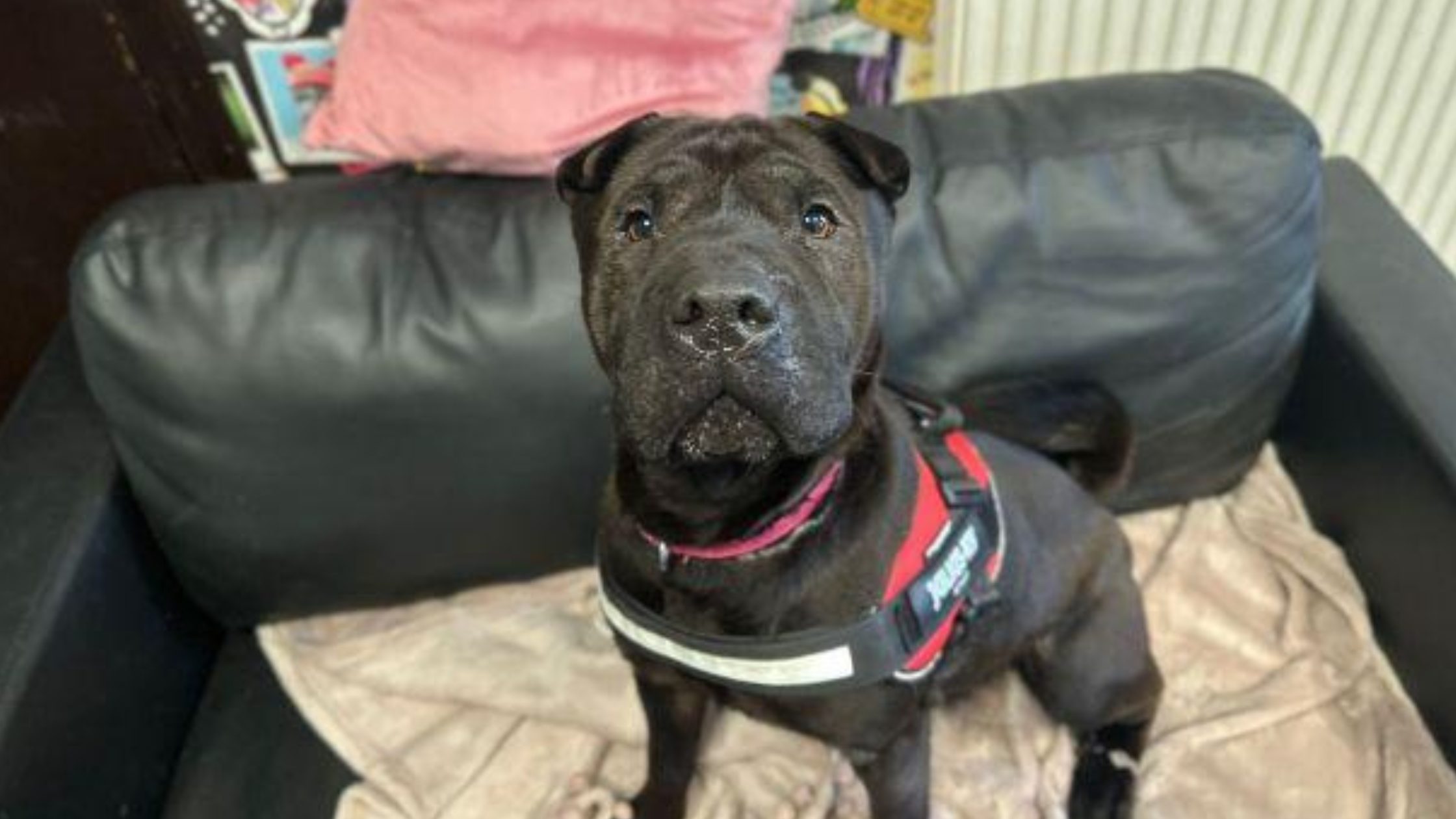 Image of black dog on a sofa