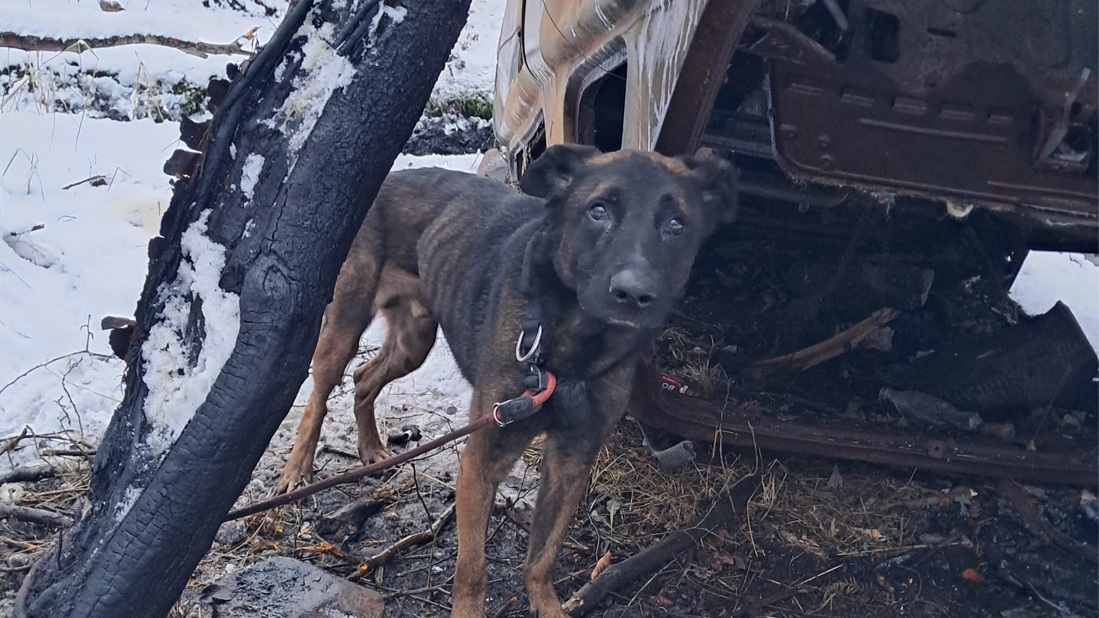Abandoned dog in snow