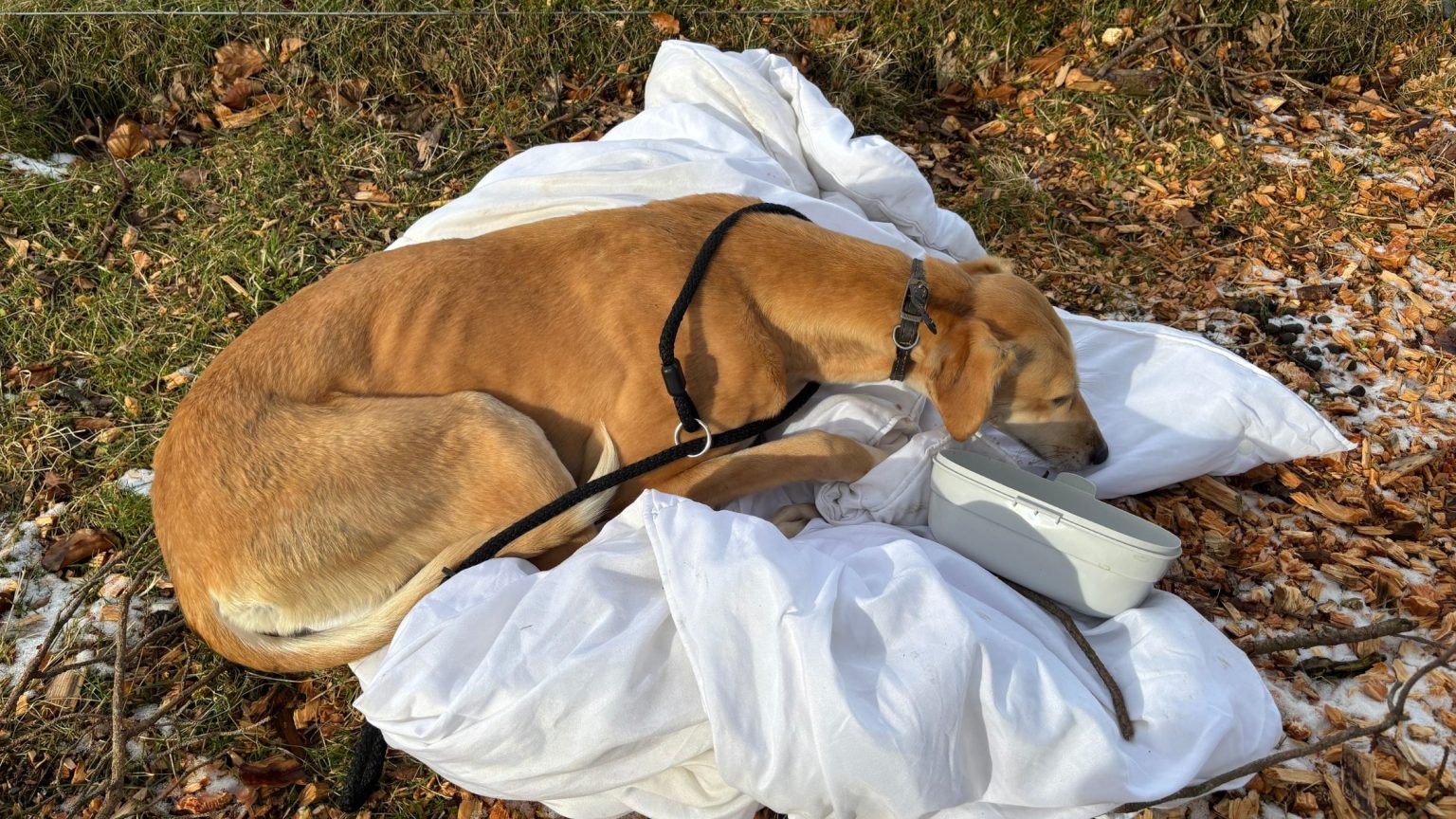 Appeal from Scottish SPCA after dog found abandoned in South ...
