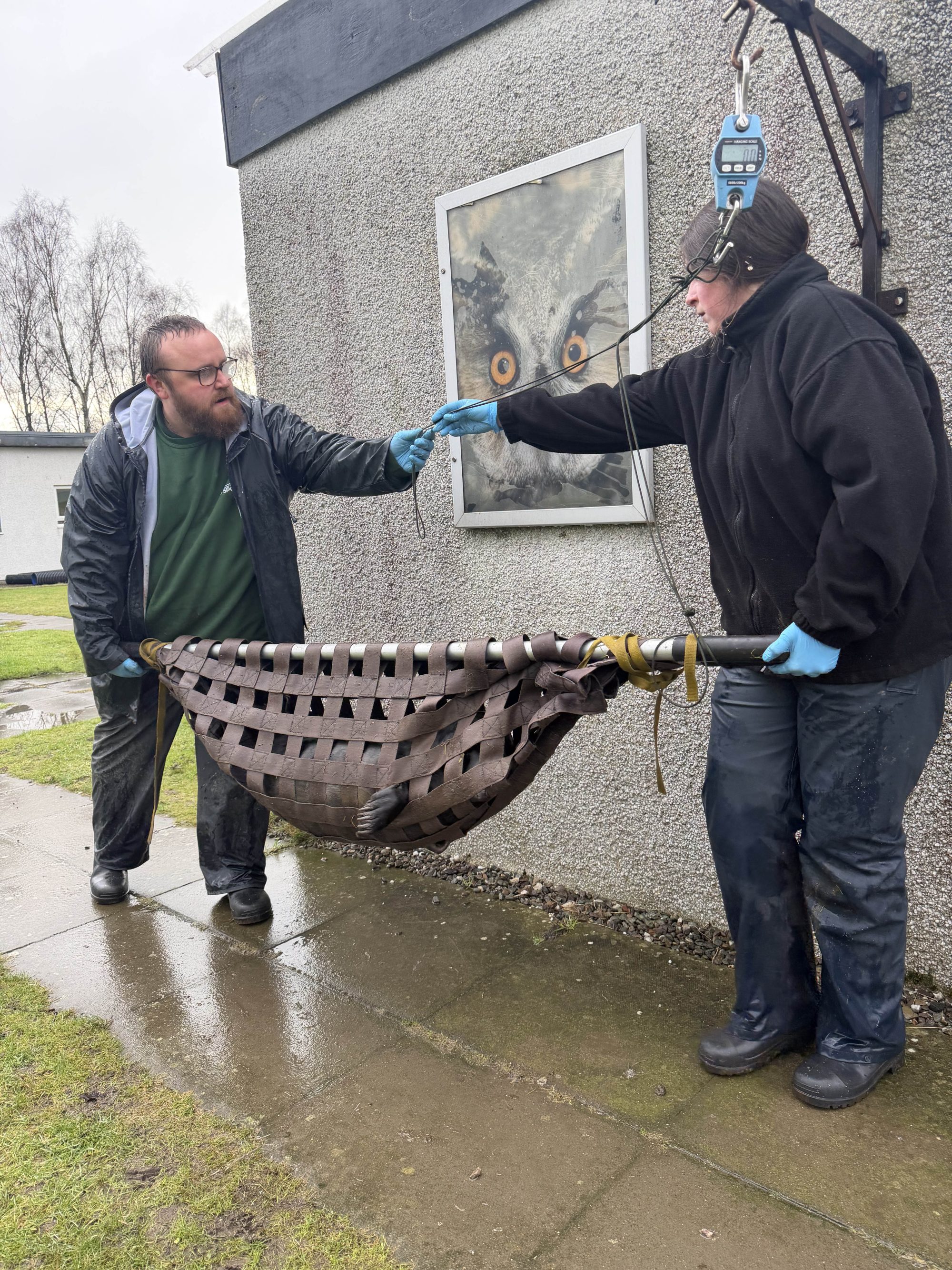 seal being weighed by staff Scottish SPCA