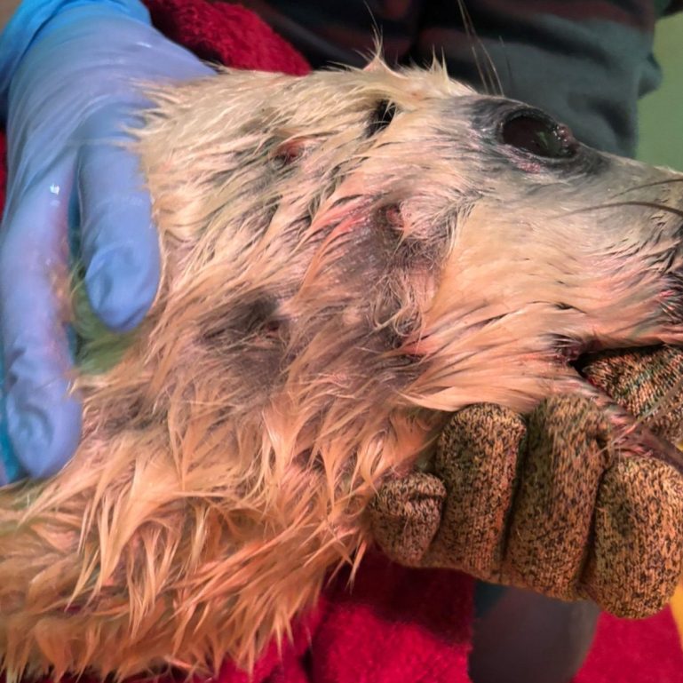 Seal pup with bites