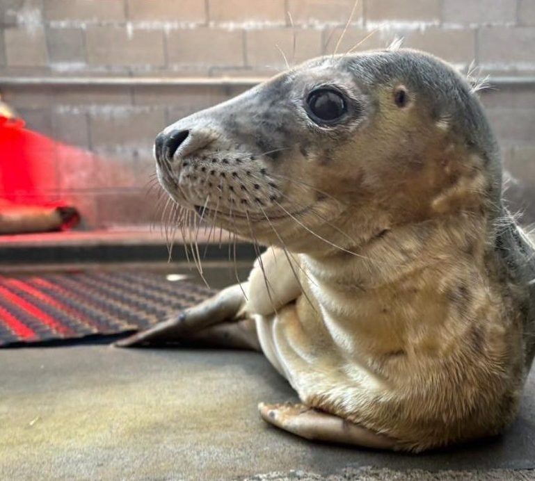 Seal called Zelda lying on floor