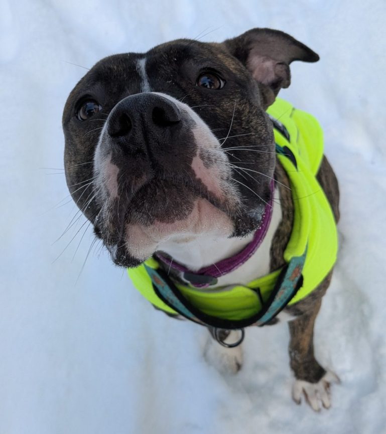 dog in snow