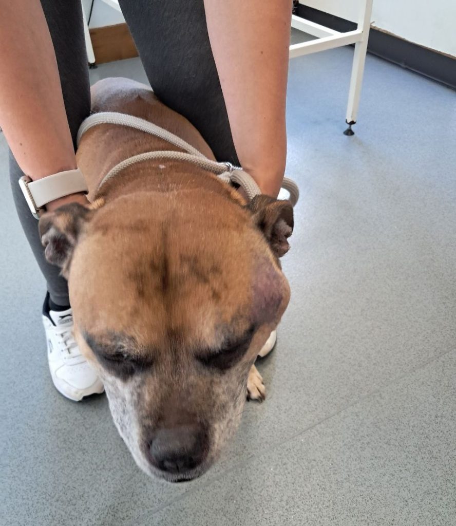 Dog being held by human