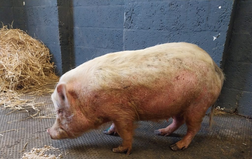 Pig with red skin as photographed as part of Moir court case