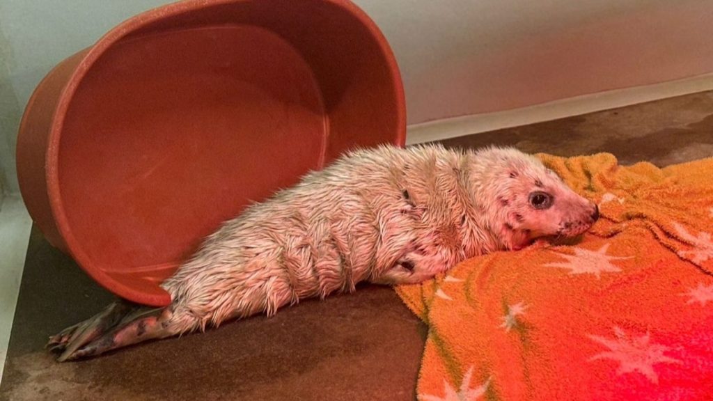 Image of seal pup in care