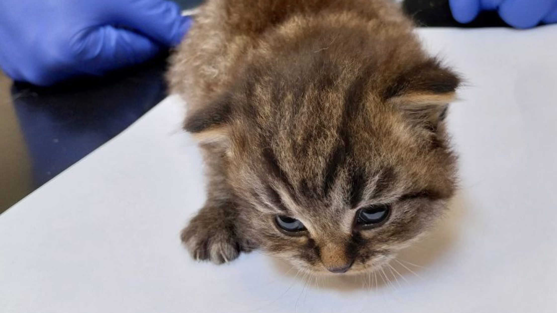 Kitten from Hopwood case