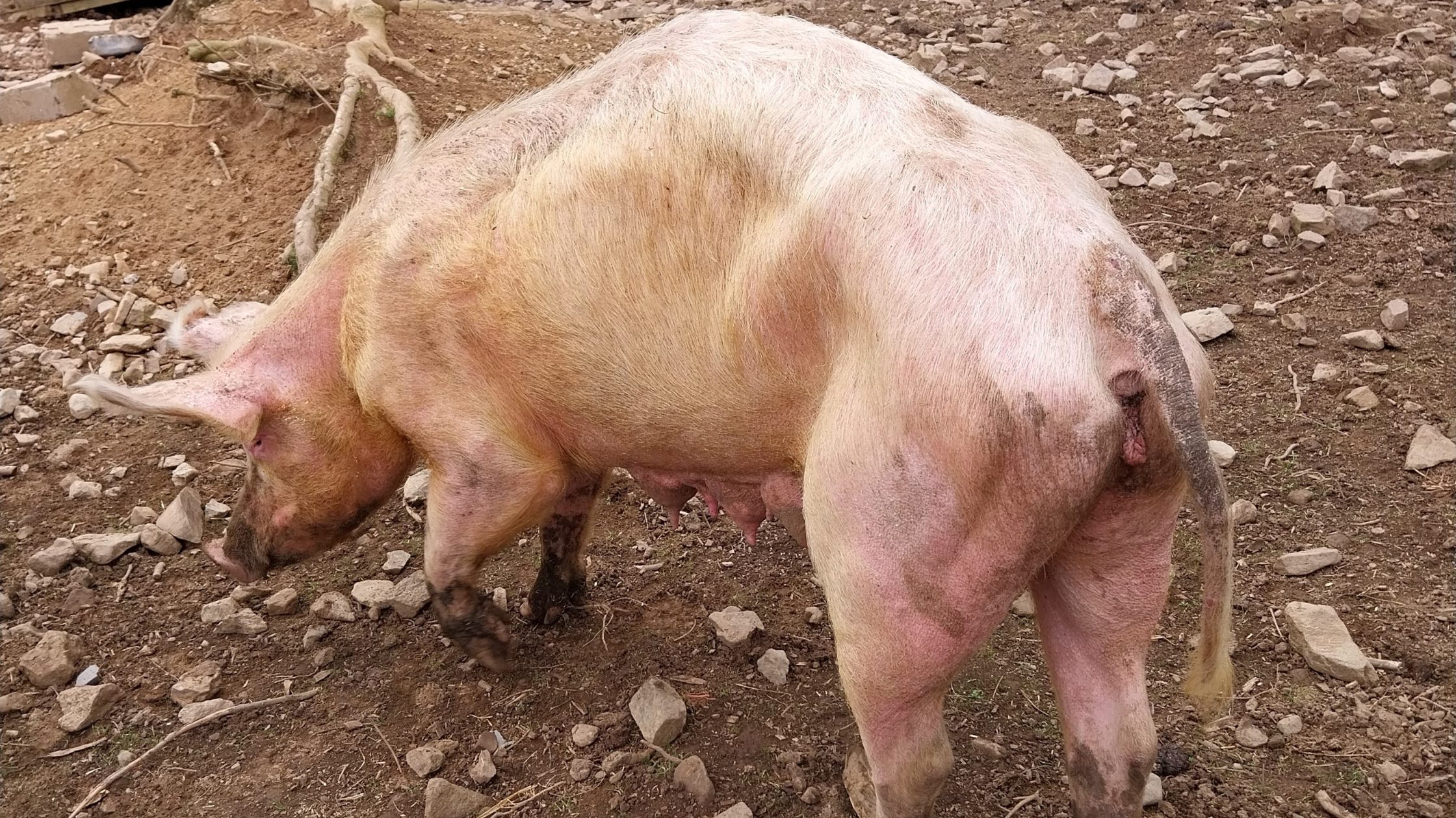 Neglected pig photographed as part of the Moir court case