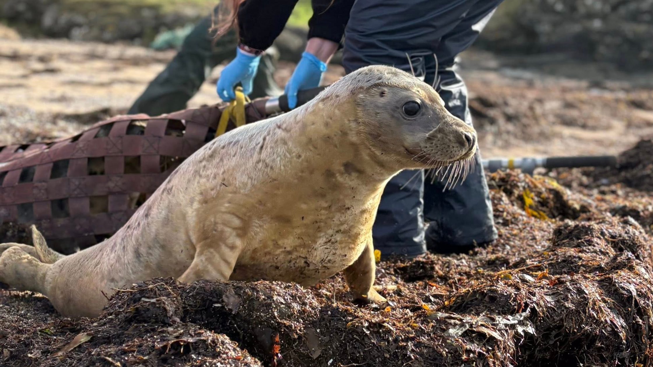 Photograph of seal release