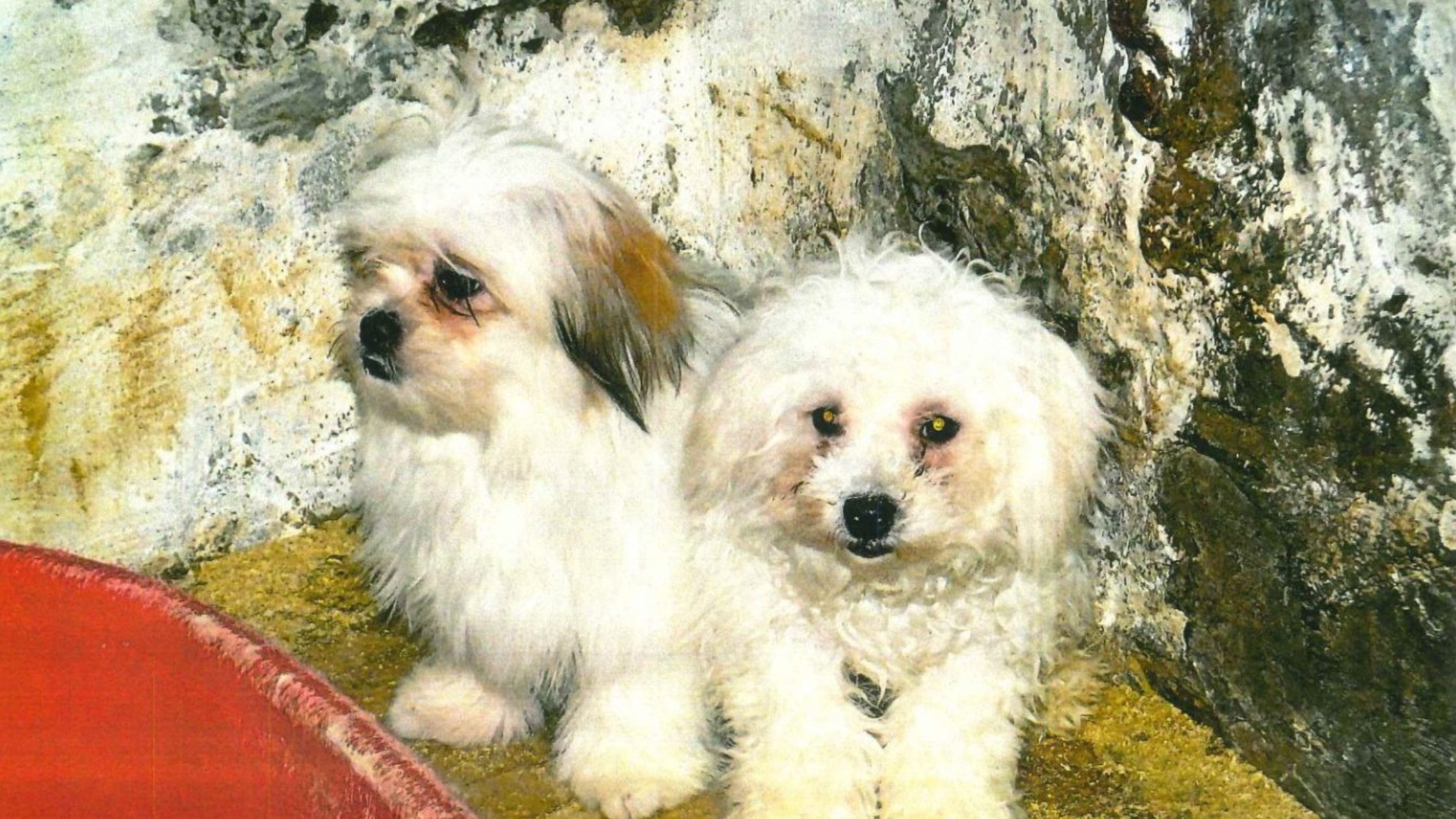 Photo of neglected Hamilton puppies in corner