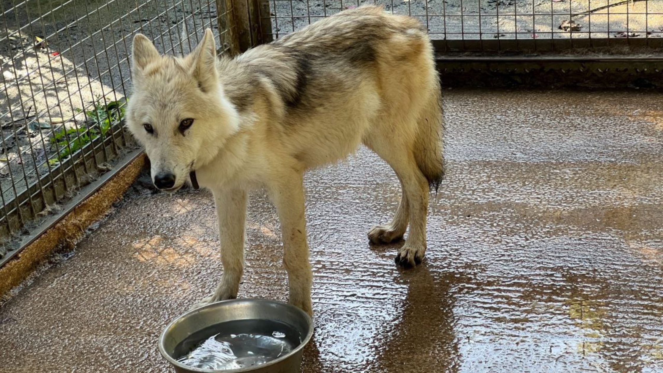 Photo of wolf dog as part of McQuet case