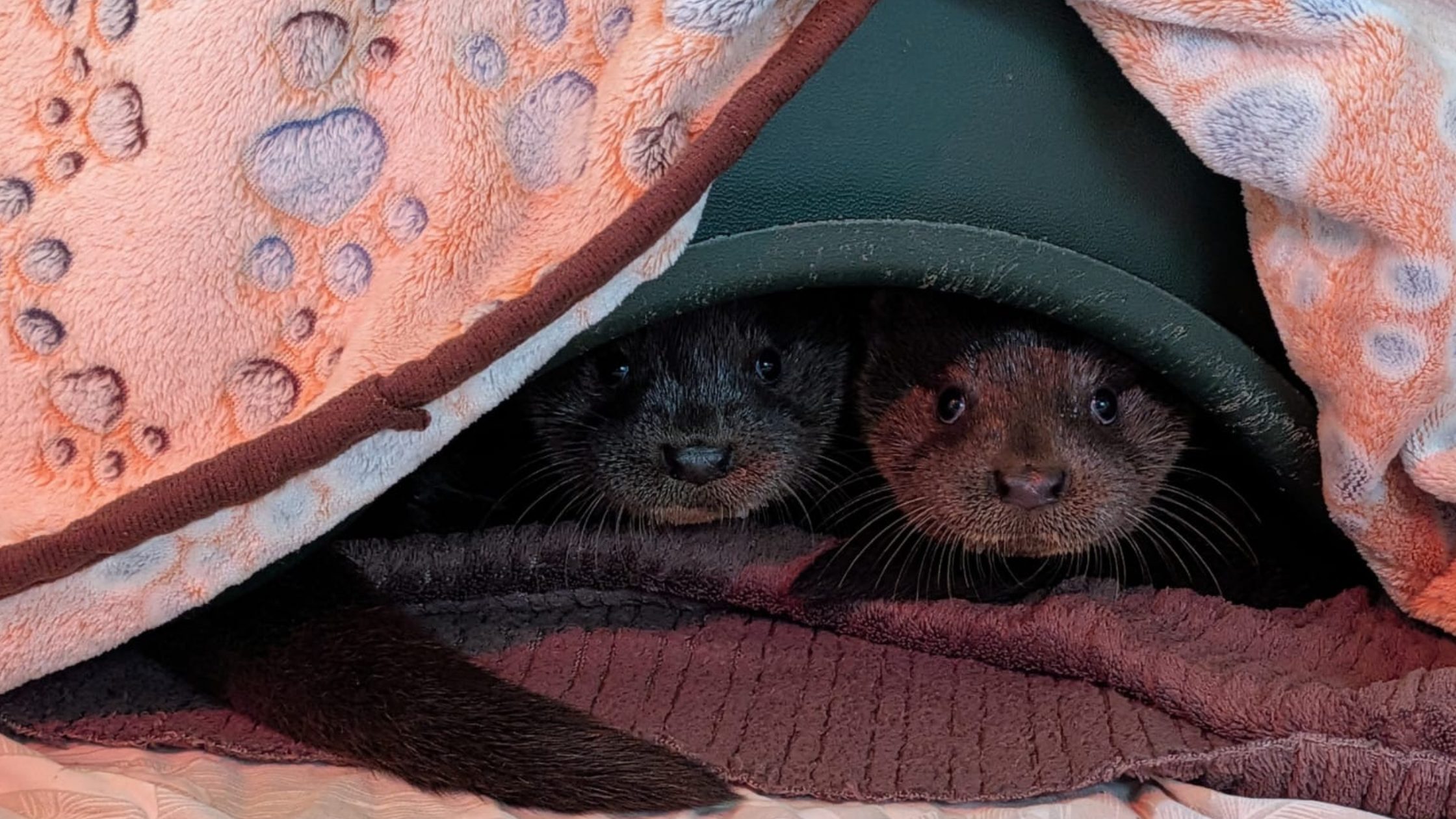 Two otters under a blanket