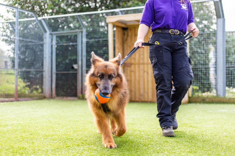 dog with a Scottish SPCA handler