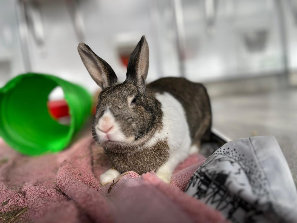 white and black rabbit