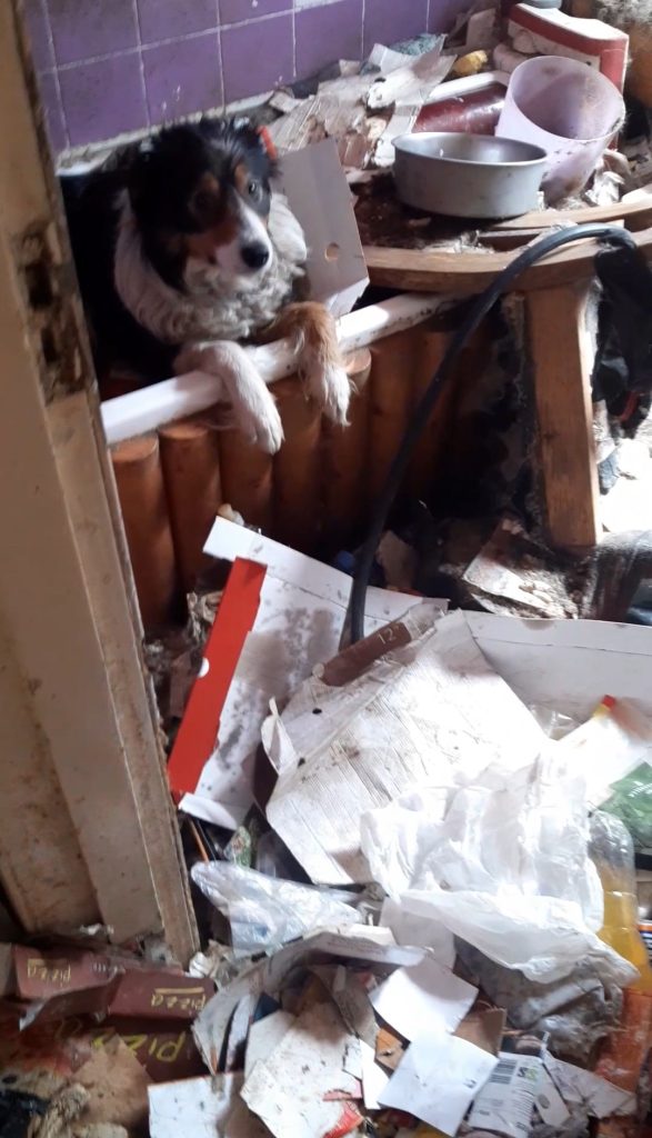 Photograph of Meg the Border Collie sat in bathtub from the Ronan Jackson case. Black, brown and white dog surrounded in rubbish.