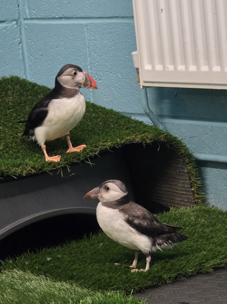 Two puffins in Scottish SPCA care