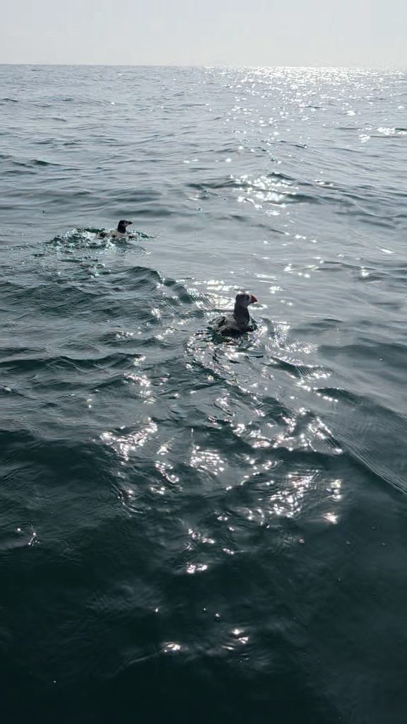 Two puffins swimming away