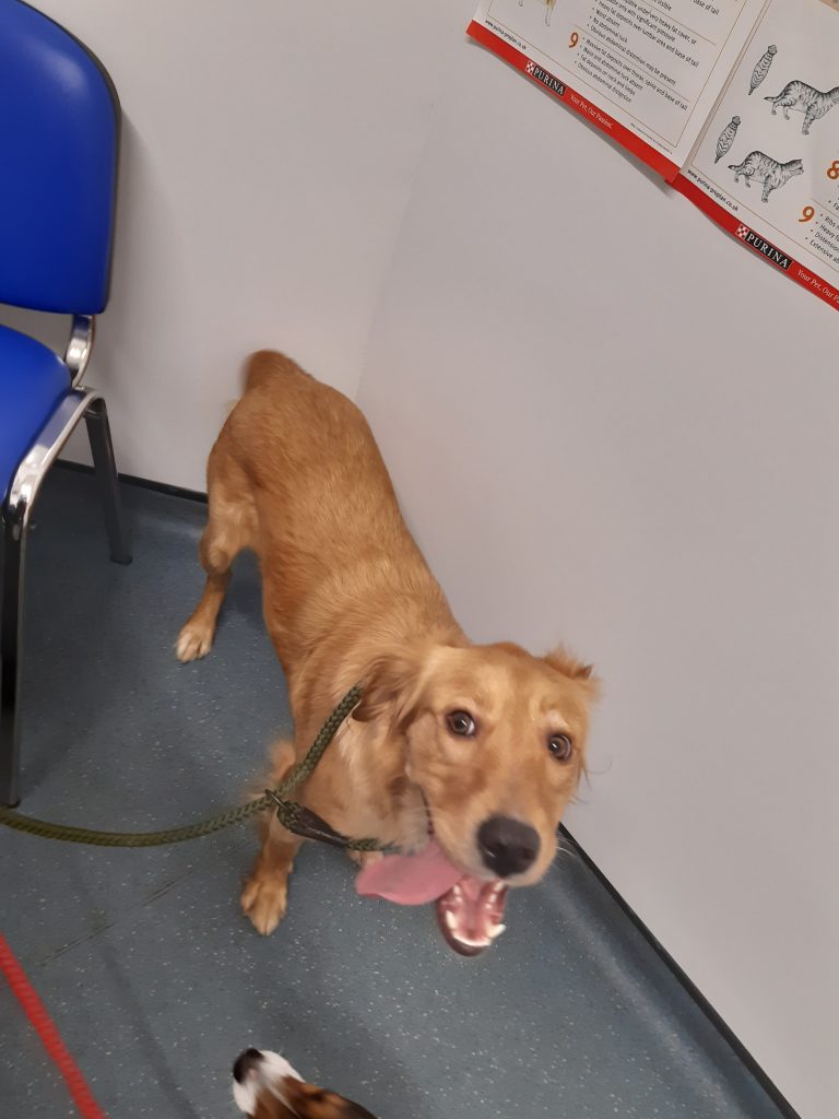Photograph of Star from the Redford court case, depicting a golden retriever looking up at the camera.