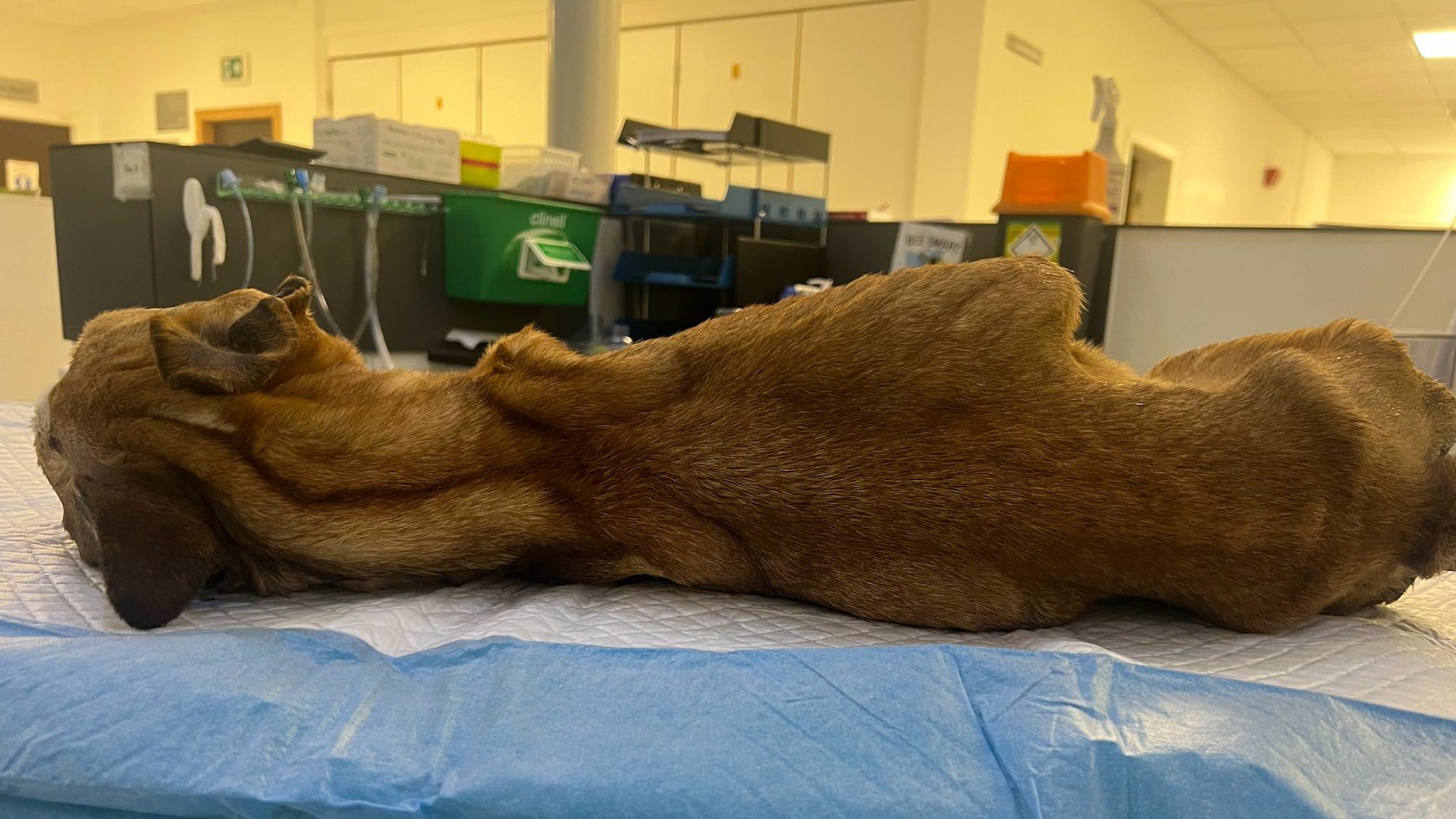 Photograph of emancipated dog as part of McLaughlin court case