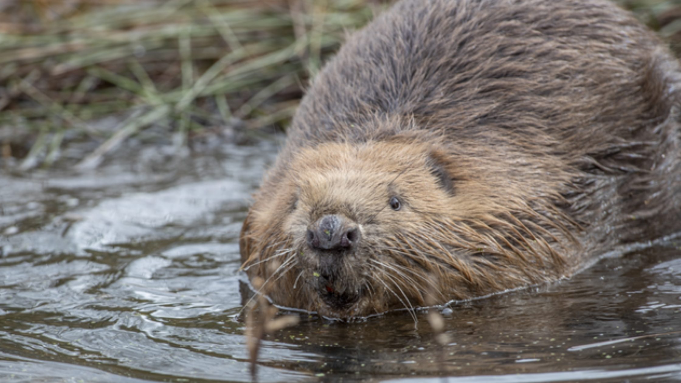 A beaver in the river