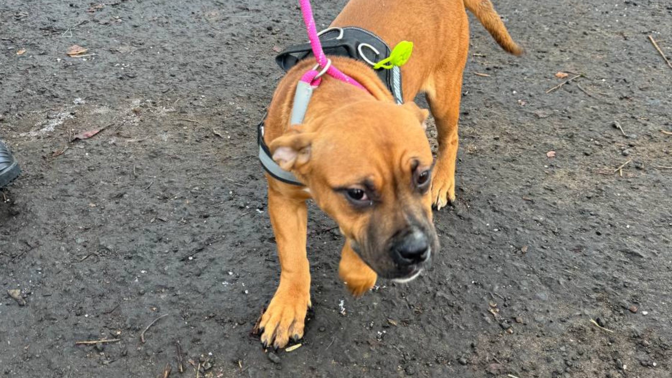 Photograph of a tan dog on a lead from the Montgomery court case