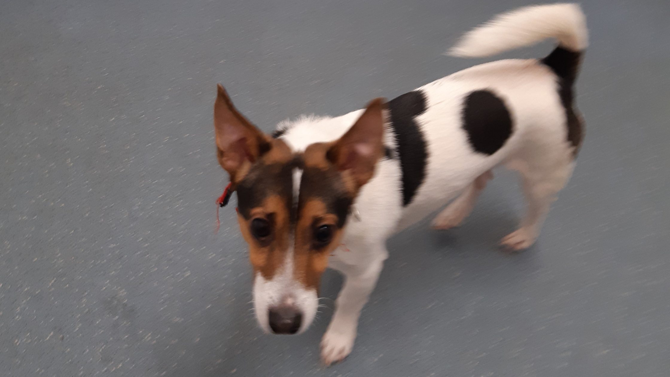 Small underweight terrier