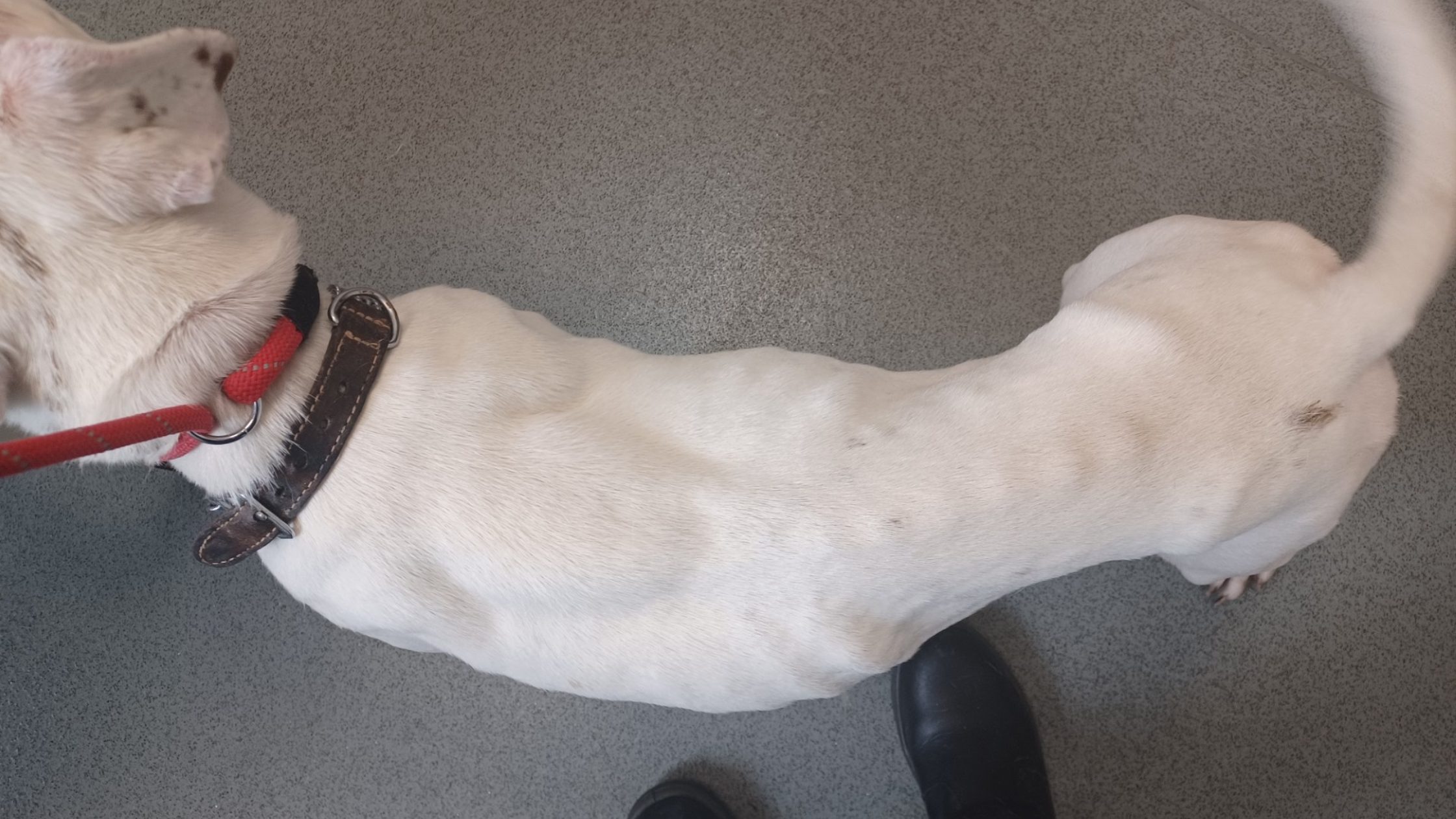 Thin dog from Stockdale case