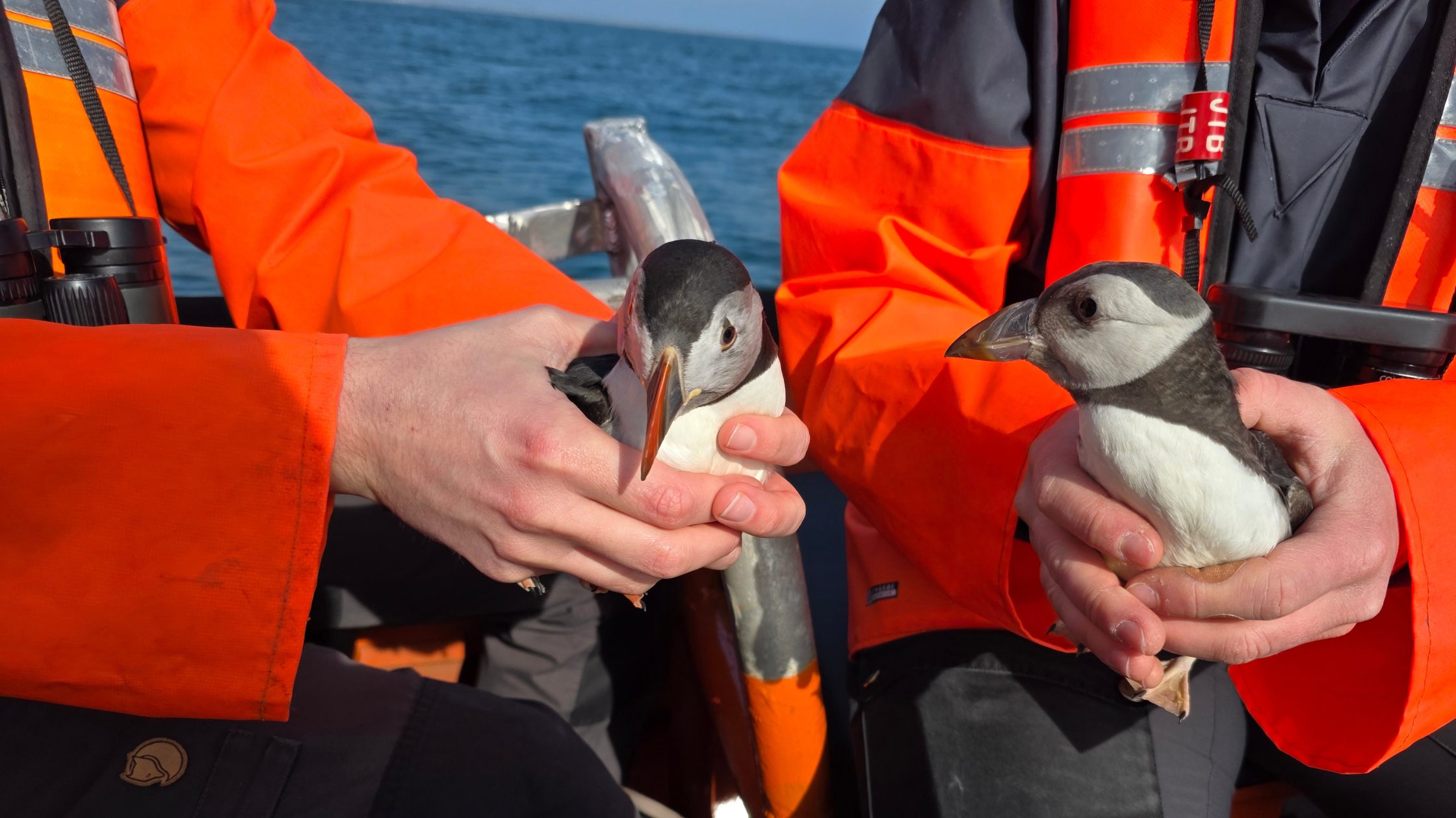 two puffins being rescued