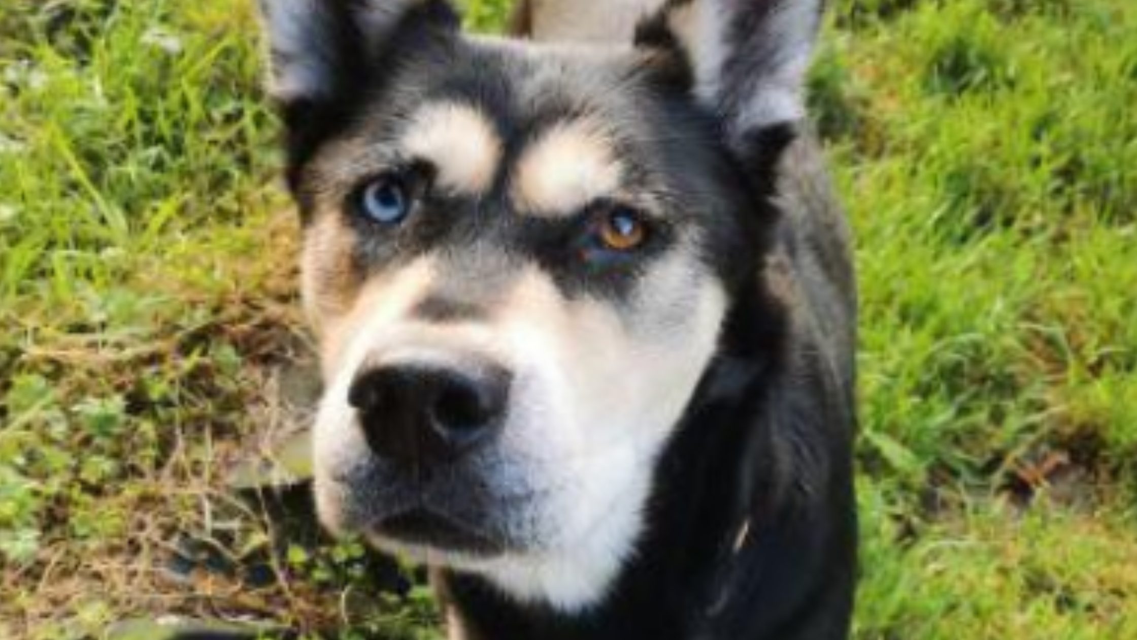 Tess, the dog, photographed from the Stewart case