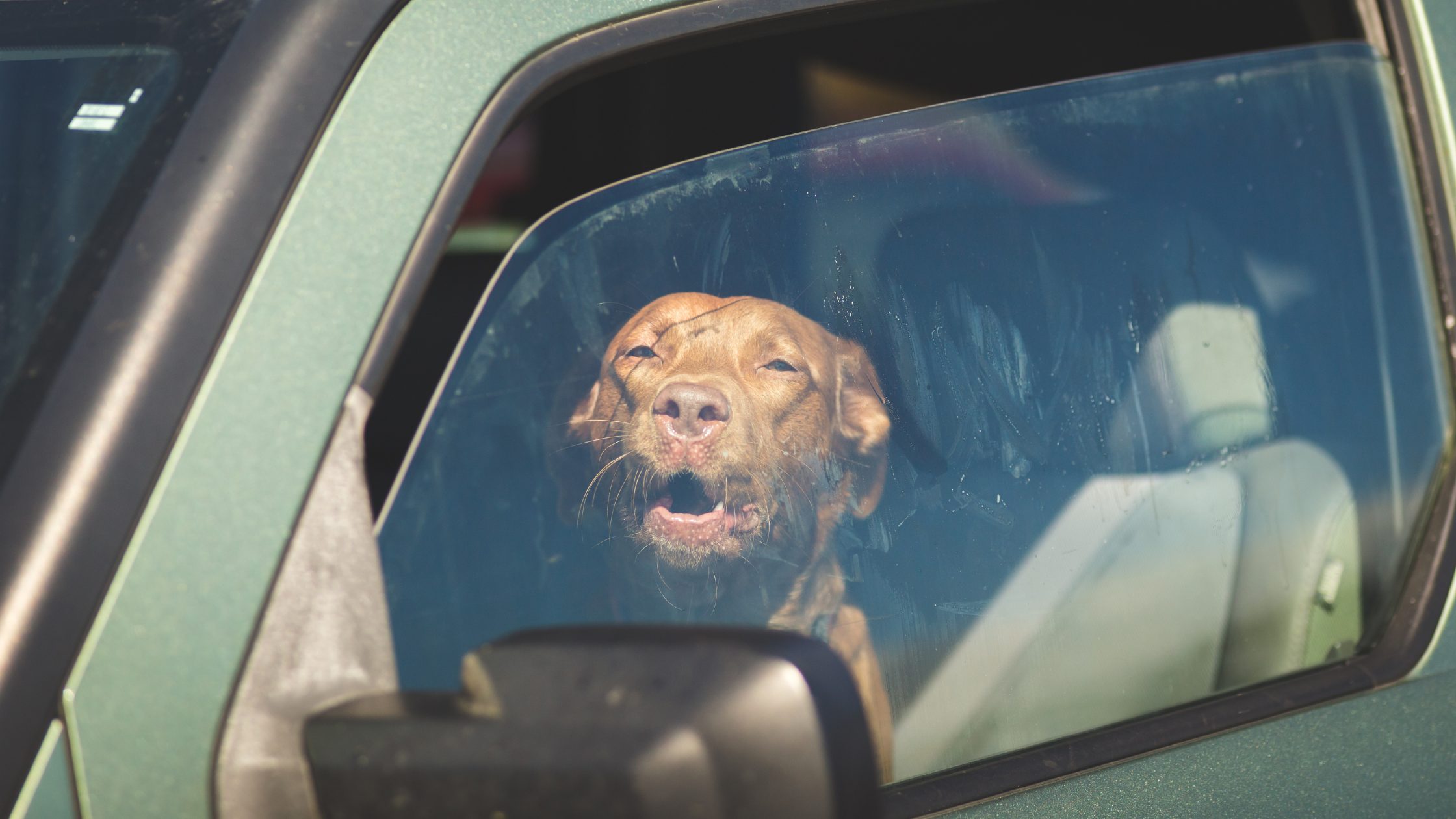 Dog panting in hot car