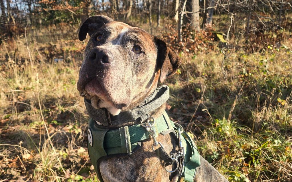 Mastiff sitting on a field, posing for a picture for National Rescue Dog Day