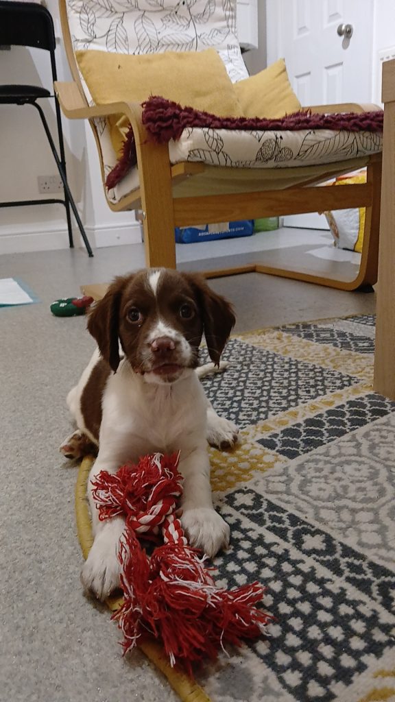 Spaniel puppy at home
