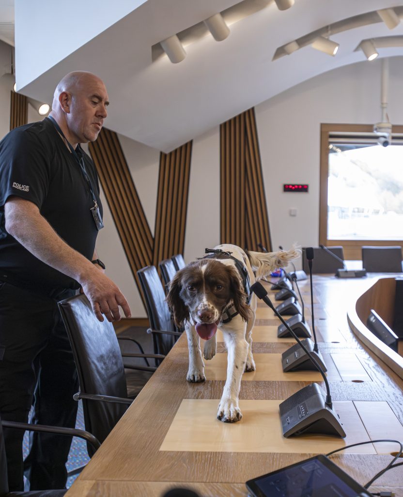 Koopa the Spaniel walking along desks of the Scottish Government with handler