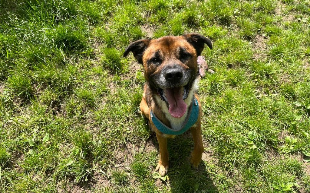 Crossbreeed dog sitting on field, posing for a picture for National Rescue Dog Day