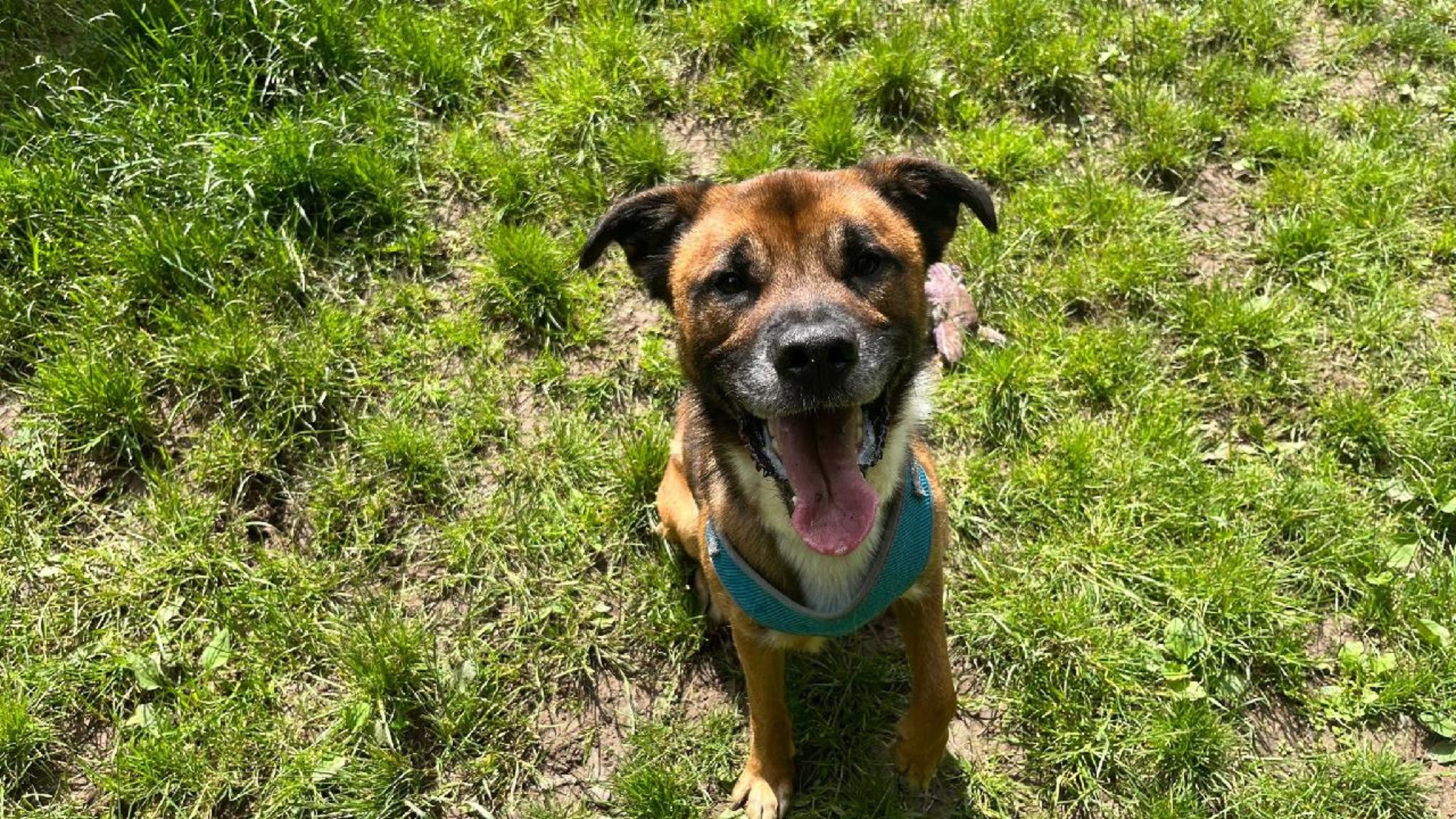 Sitting dog on grass, smiling up at camera