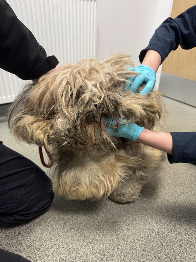 Odin, the dog from the case, with severely overgrown fur that was matted