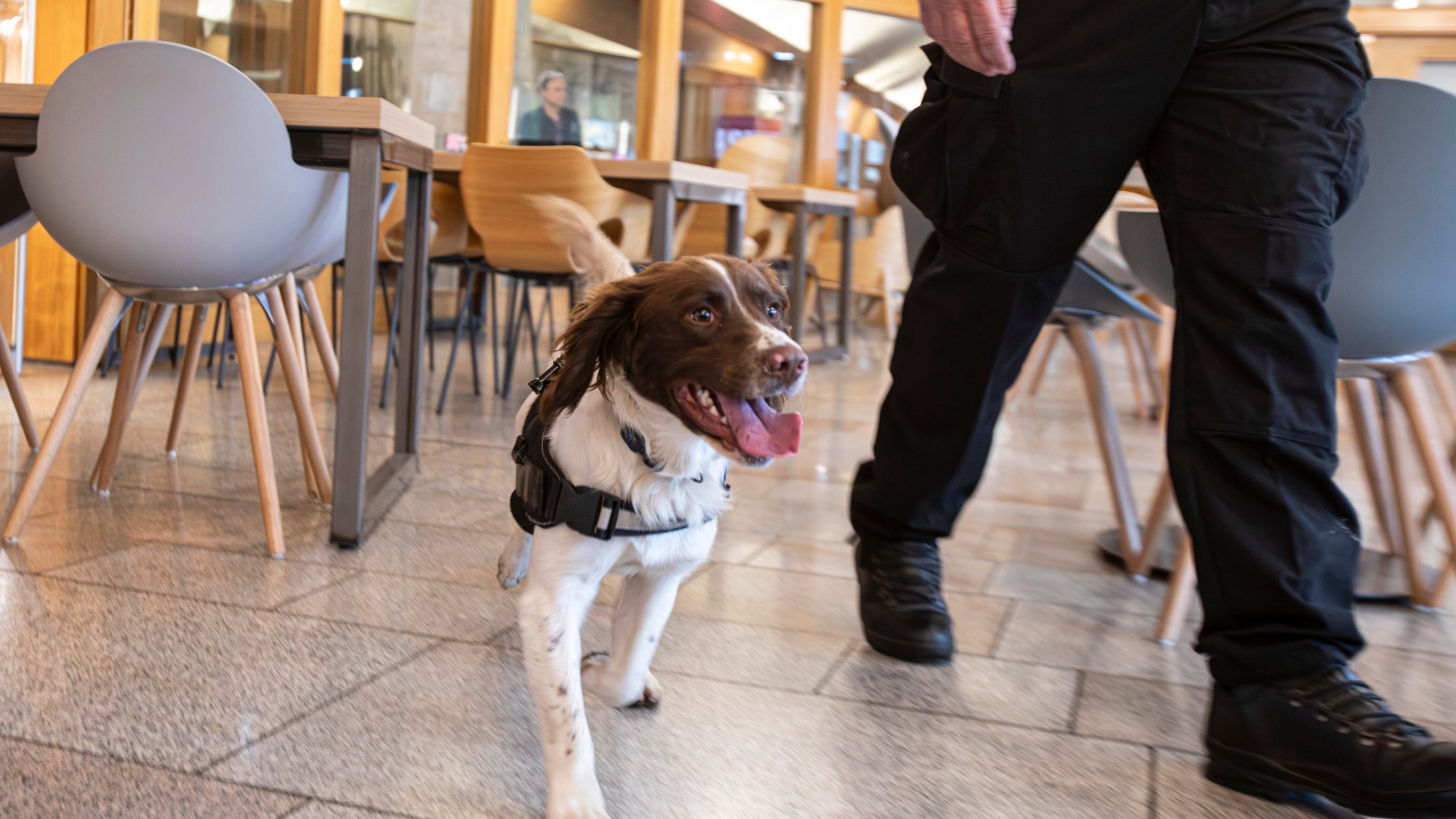 Spaniel walking in cafe area aside a policeman