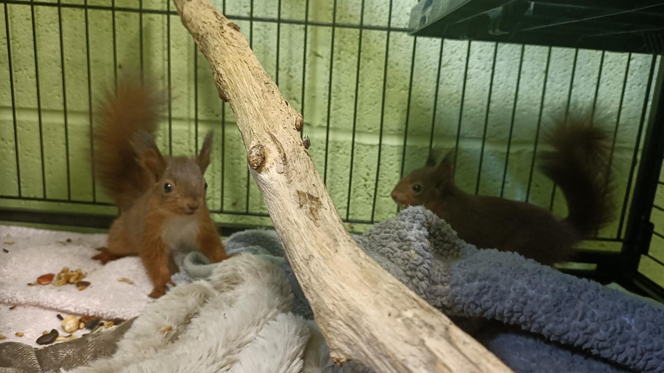 Two red squirrels in cage with branch to climb