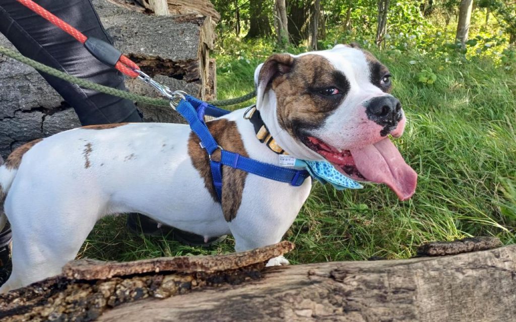 American Bulldog sitting on field, posing for a picture for National Rescue Dog Day