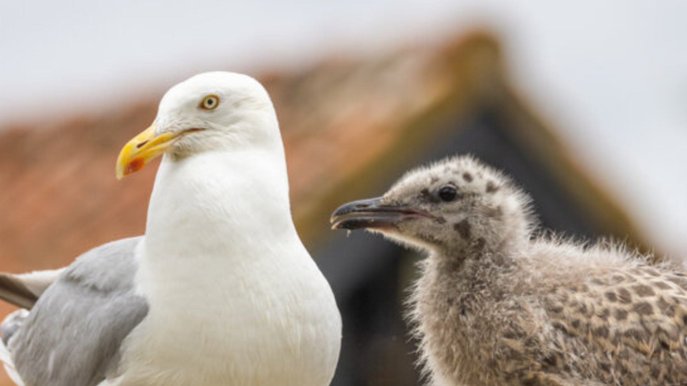 Adult gull and gull chick