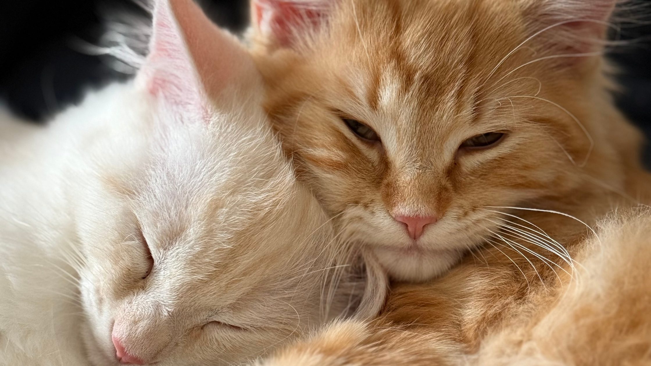 Cream and ginger kittens cuddling up