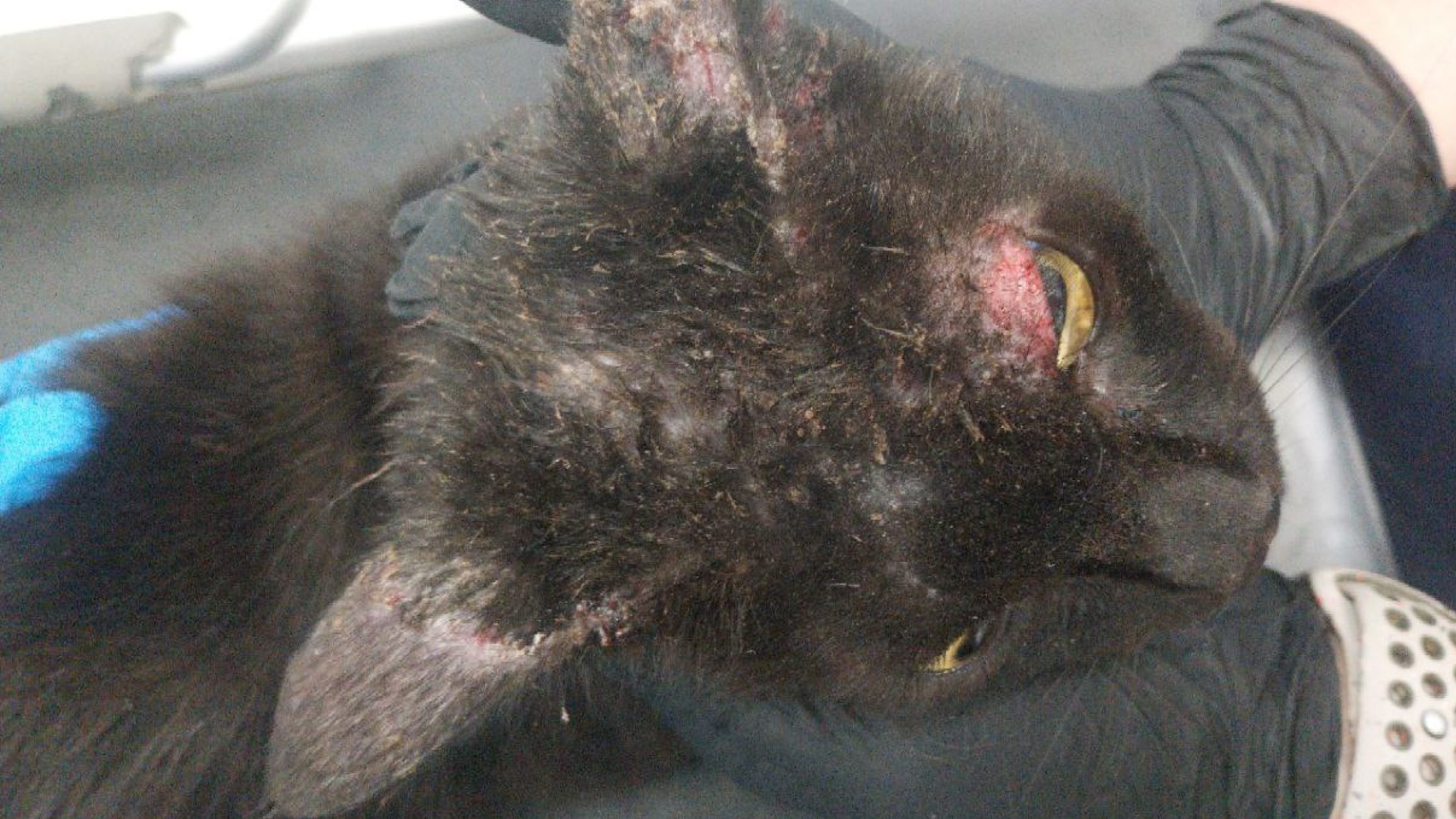 Image of black cat's head with hair loss and skin irritation as photographed as part of the Bothwell and Mullen case.